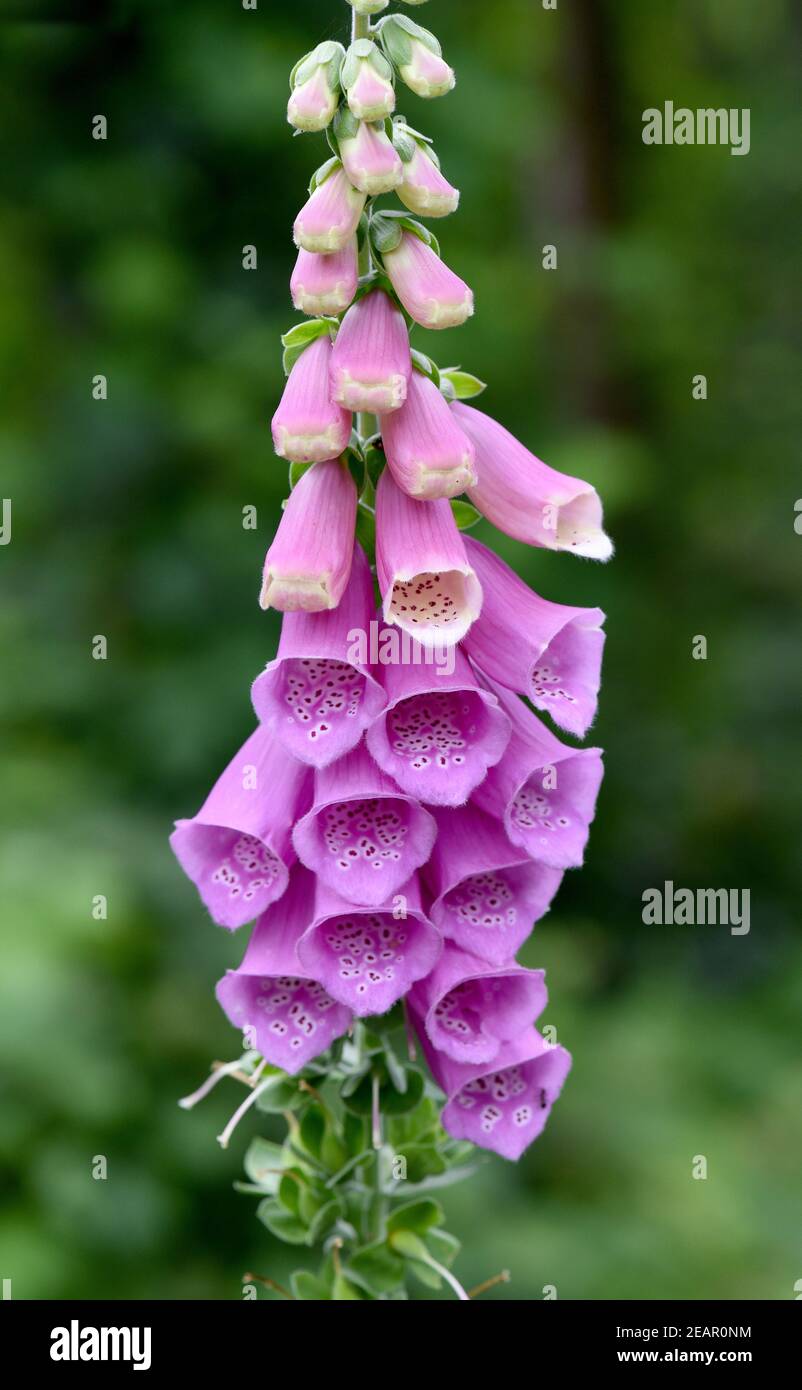 Fingerhut, Digitalis purpurea Stock Photo