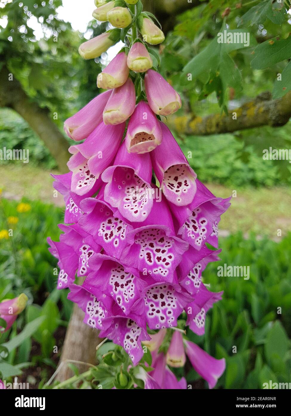 Fingerhut, Digitalis purpurea, Giftpflanze Stock Photo