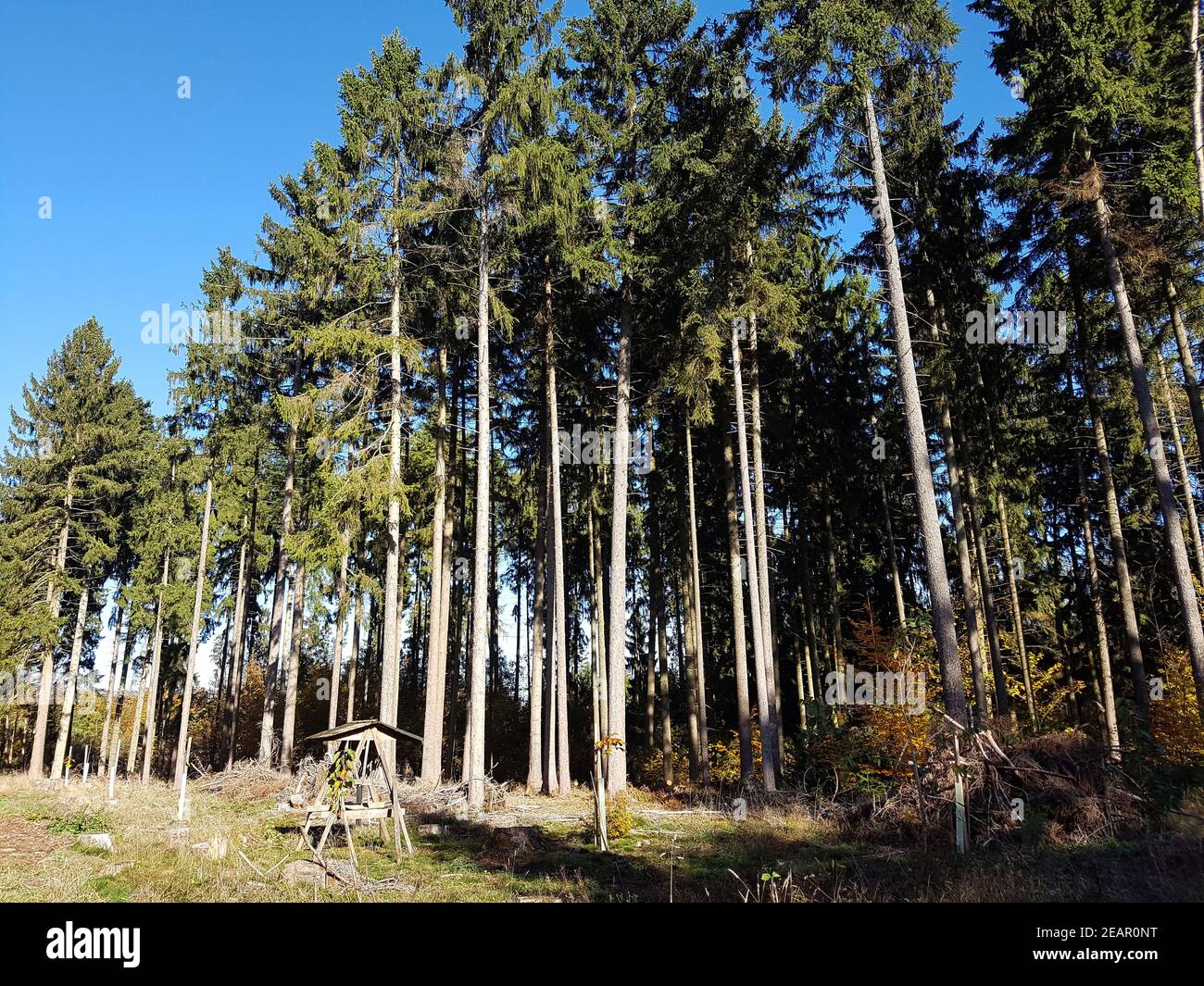 Fichtenwald  Picea  abies Stock Photo