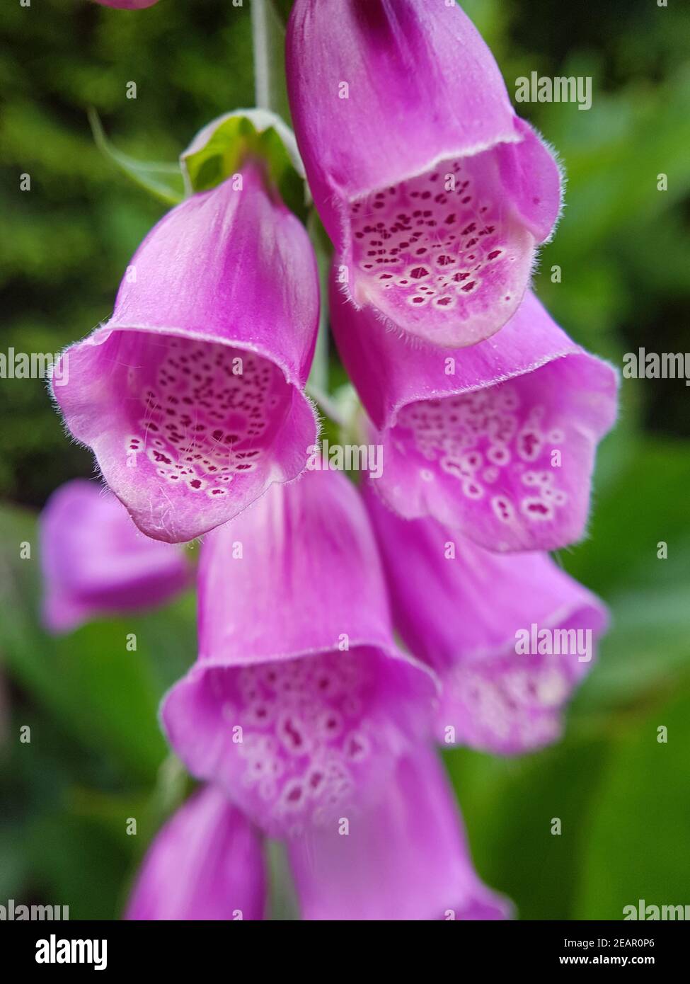 Fingerhut  Digitalis purpurea  Giftpflanze  Wildpflanze Stock Photo