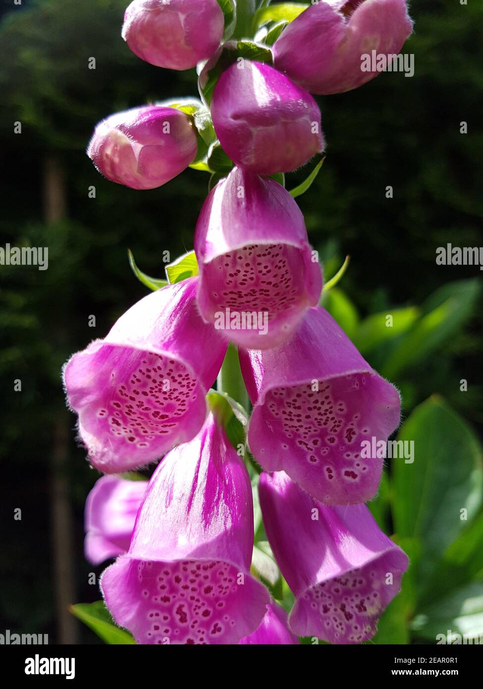 Fingerhut  Digitalis purpurea  Giftpflanze  Wildpflanze Stock Photo