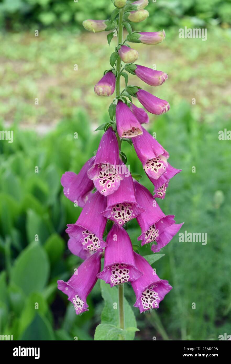 Fingerhut, Digitalis purpurea, Giftpflanze Stock Photo