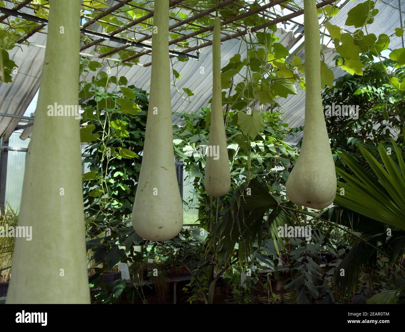 Bottle Gourd Plant Jonah