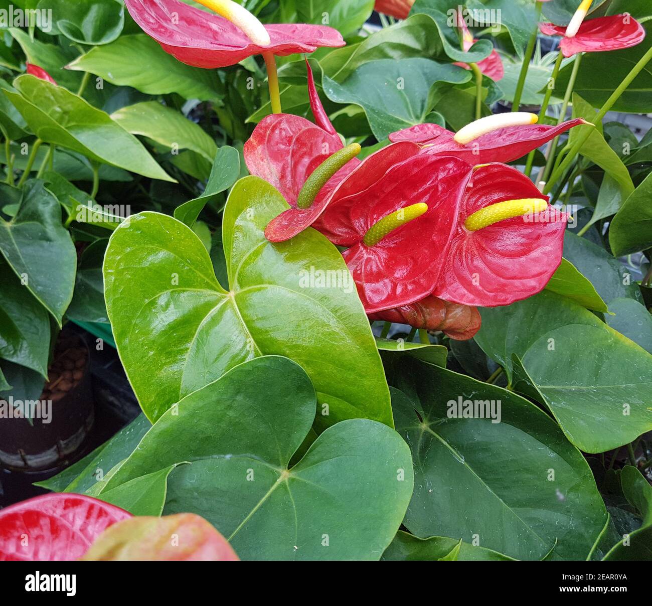Anthurie hi-res stock photography and images - Alamy