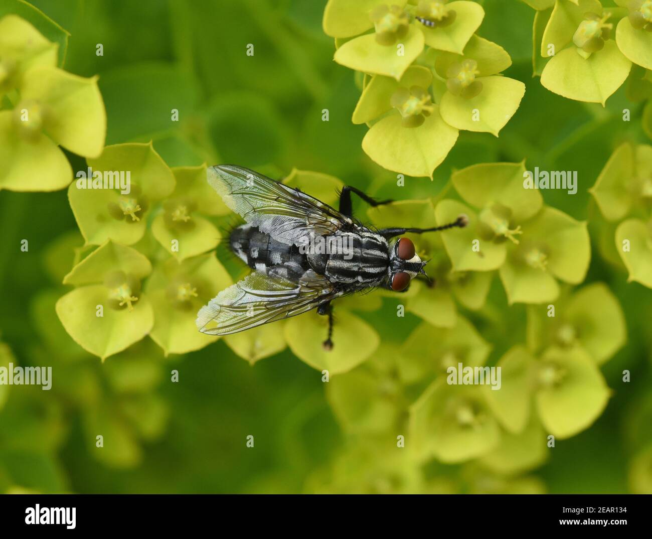 Schmeissfliege, Fliege, Calliphora, vicina Stock Photo