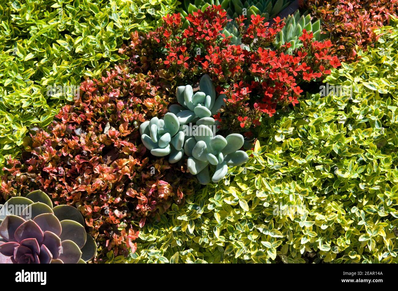 Flaechenbepflanzung, Euonymus Stock Photo