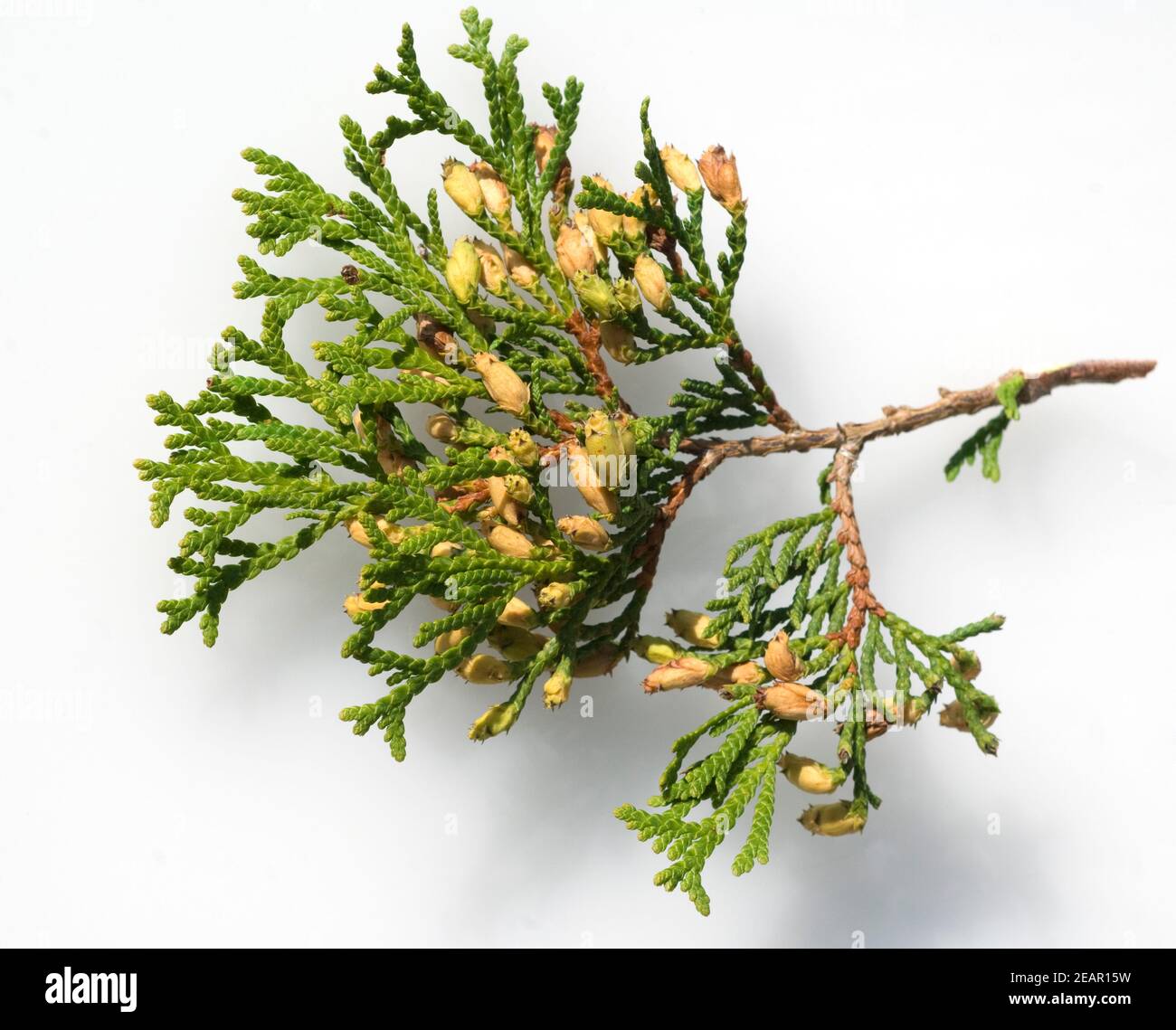 Lebensbaum, Fruechte, Smaragd Stock Photo