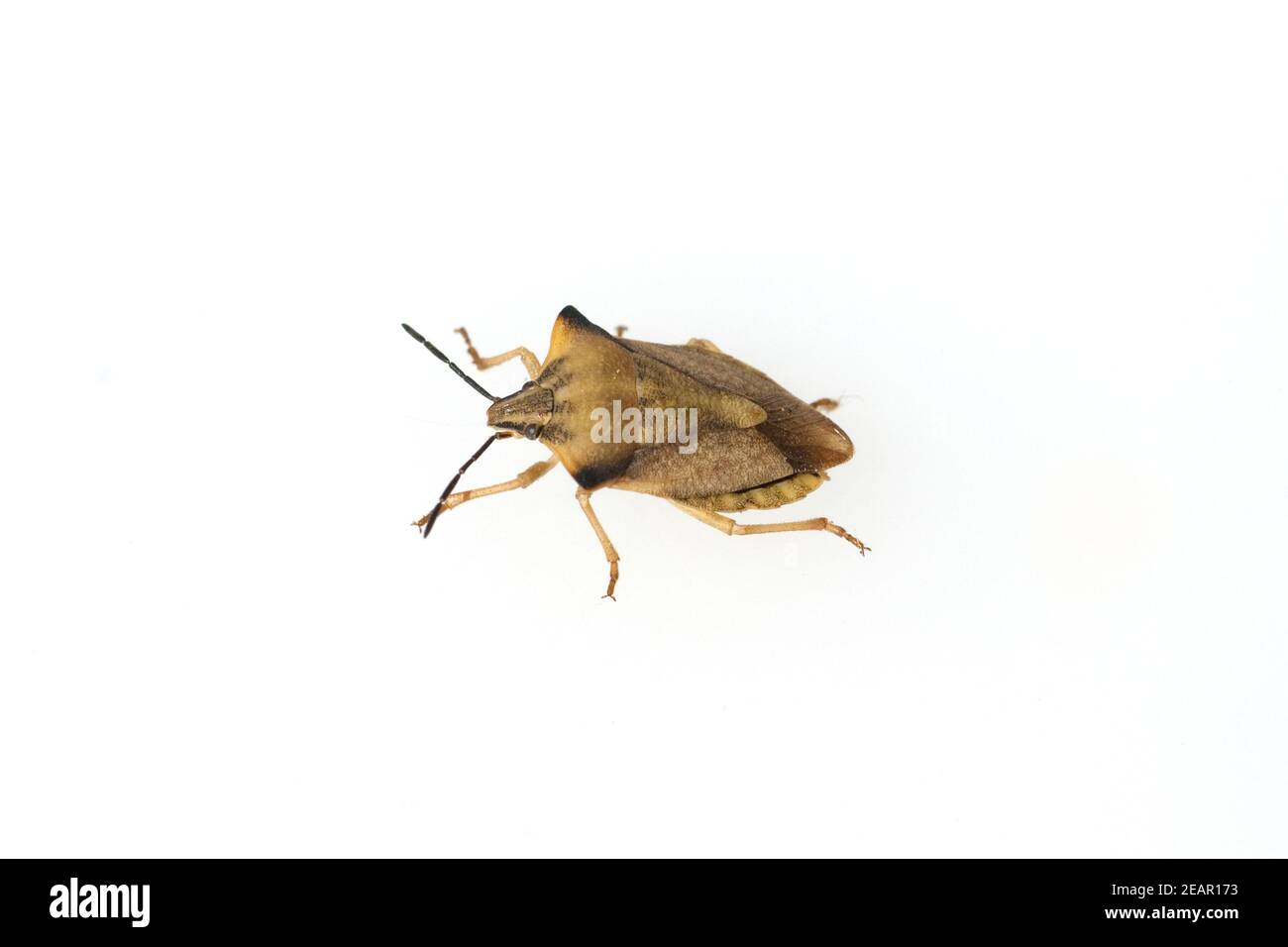 Lederwanze  Coreus, marginatus Stock Photo