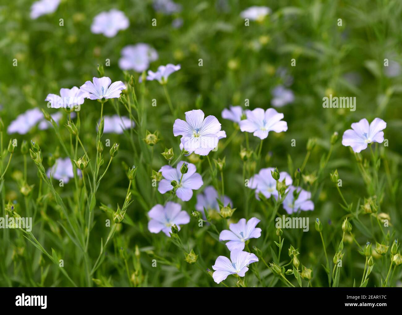 Lein, Linum, pe Stock Photo