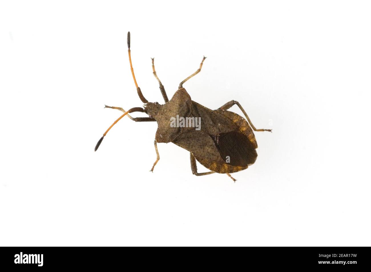 Lederwanze  Coreus, marginatus Stock Photo