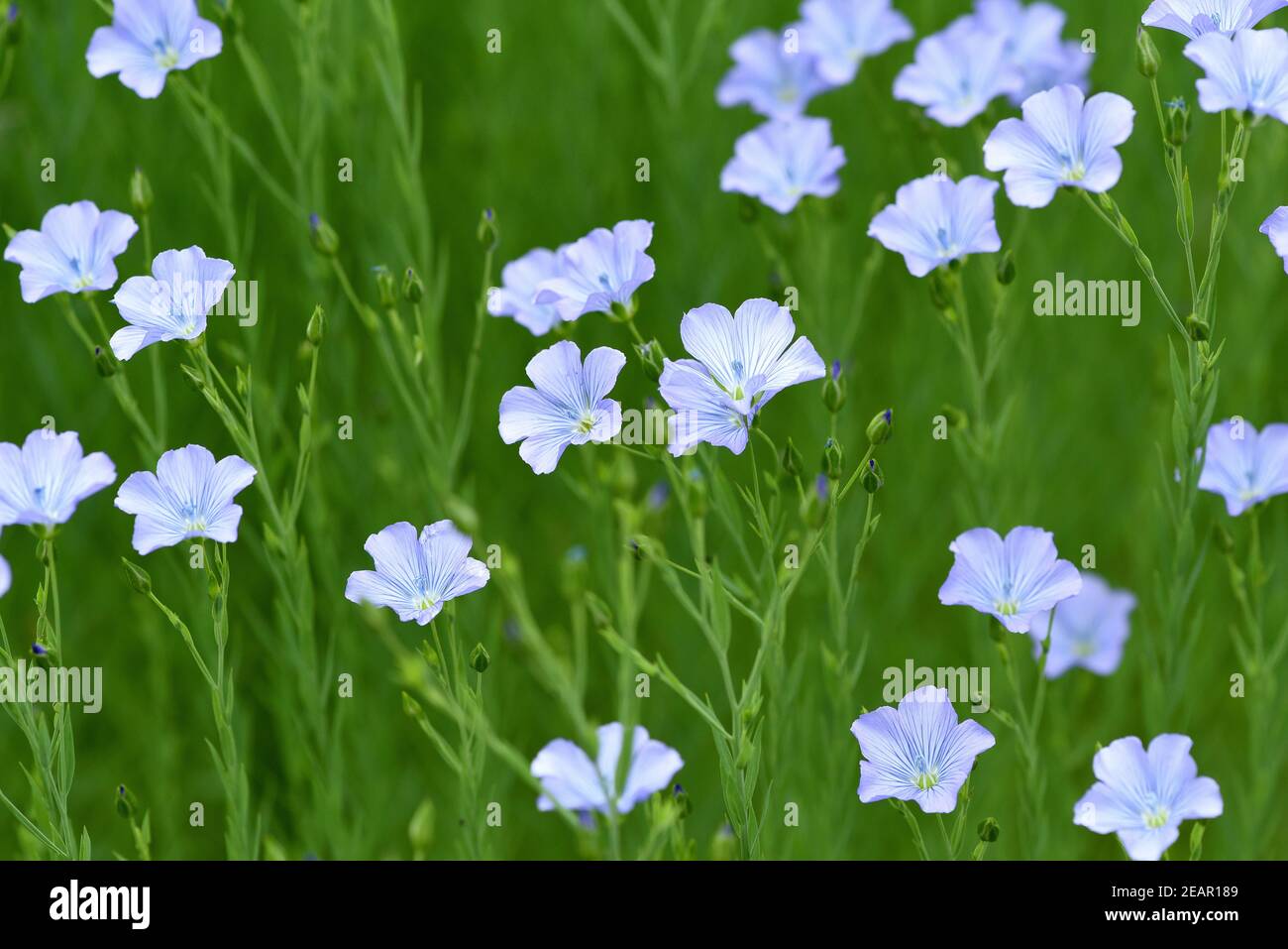 Lein, Linum, perenne Stock Photo