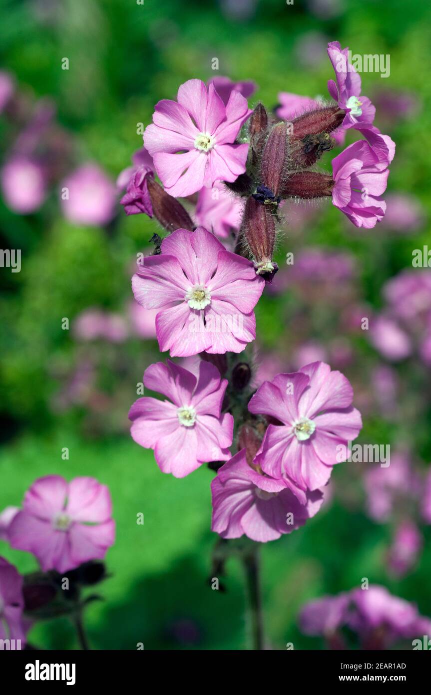 Leimkraut, Silene, Rollys, Favorite Stock Photo