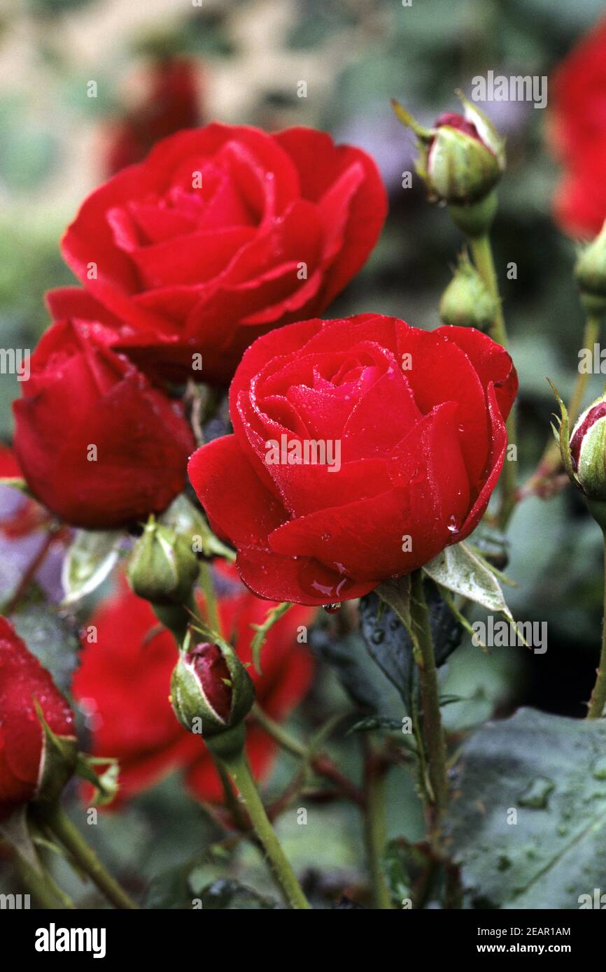 Floribunda-Rose  Red Ribbon Stock Photo