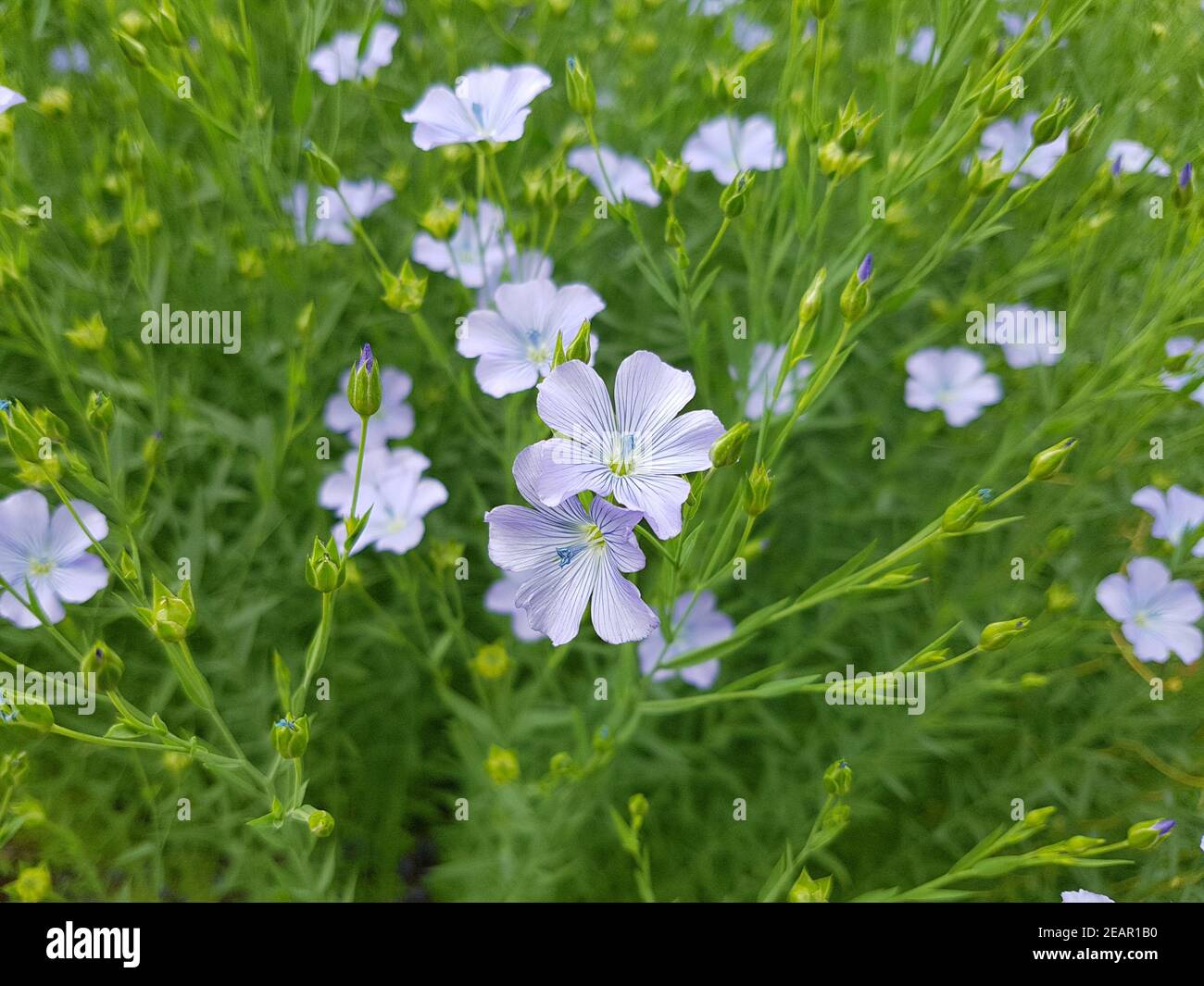 Flax, linum, perenne Stock Photo