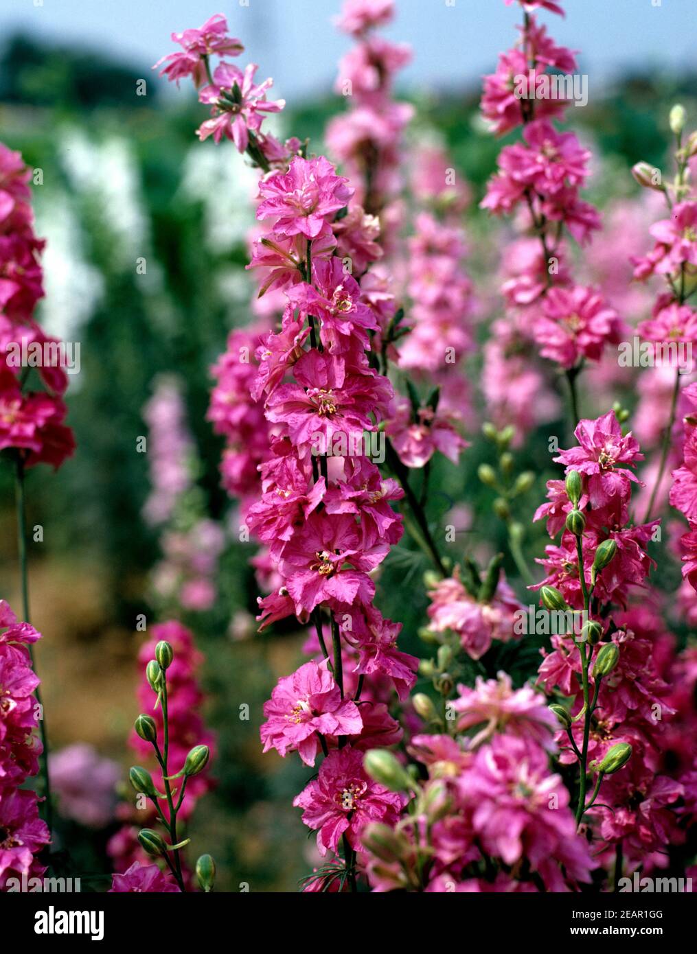 Levkoje, Matthiola incana Stock Photo