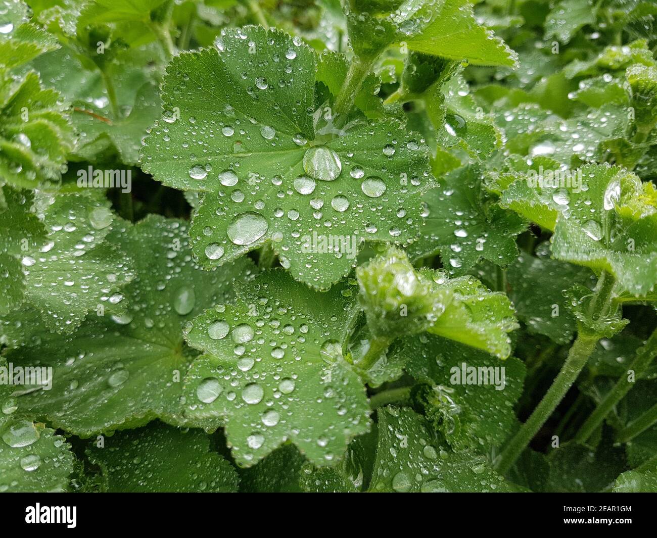 Frauenmantel, Alchemilla, mollis, Tautropfen Stock Photo Alamy