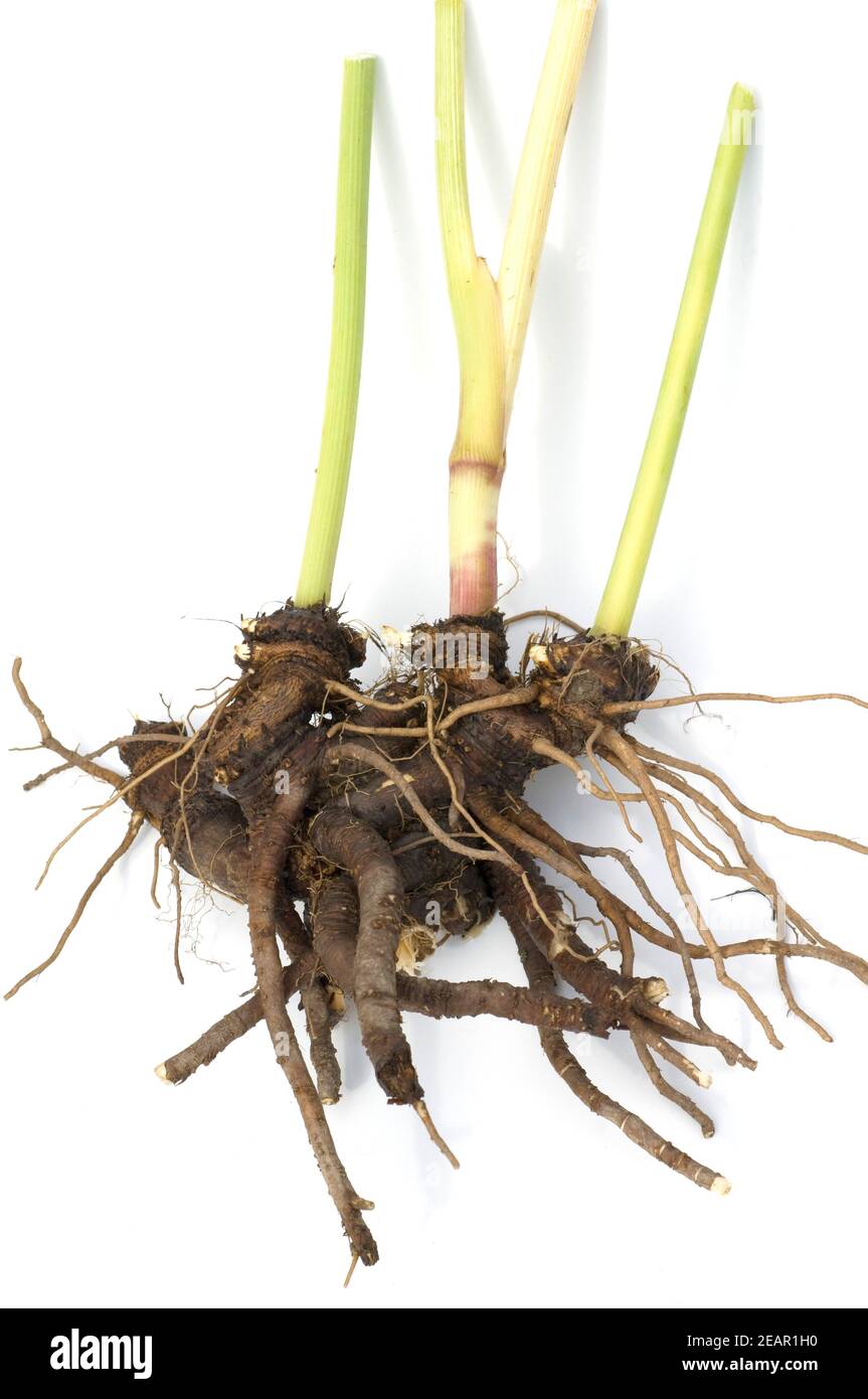 Liebstoeckel, Wurzel, Stock Photo