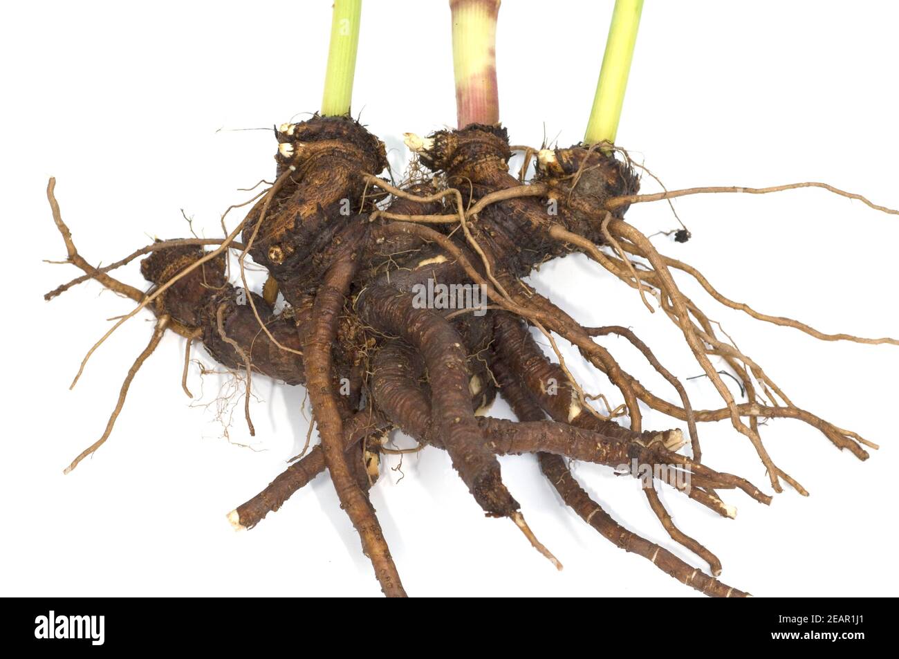 Liebstoeckel, Wurzel, Stock Photo