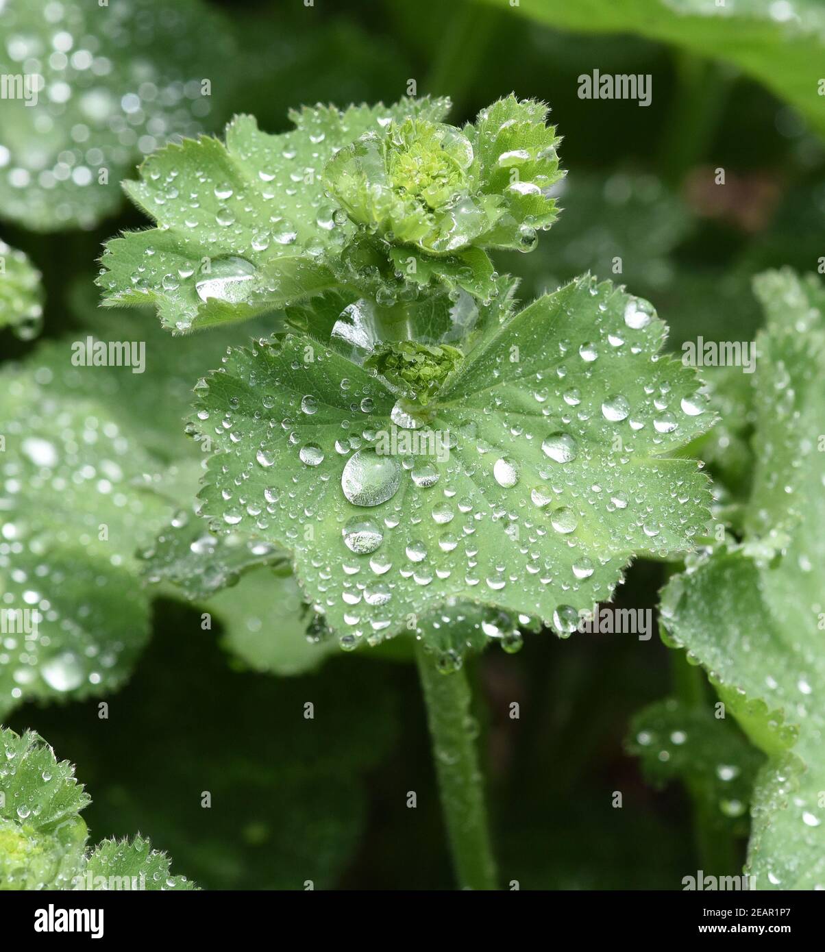 Frauenmantel, Alchemilla, mollis, Tautropfen Stock Photo Alamy