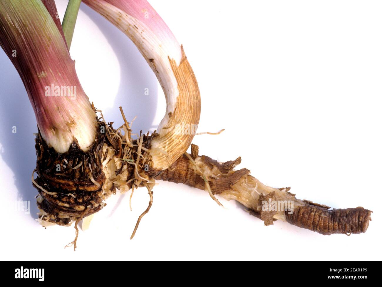 Liebstoeckel, Wurzel Stock Photo