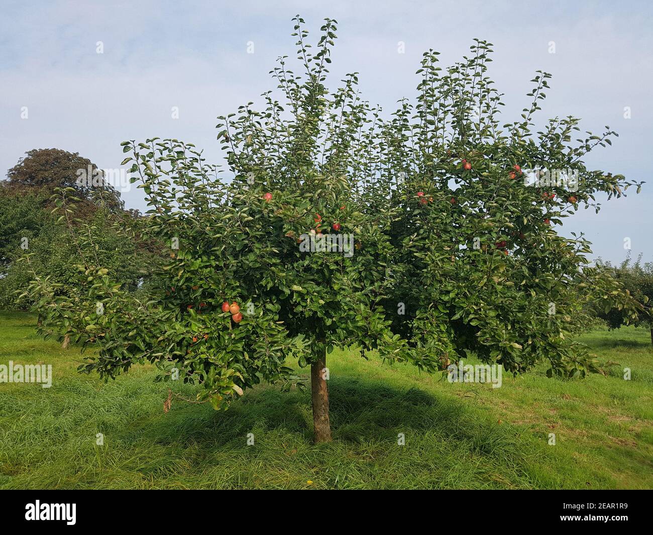 Freiburger Prinz, Alte Apfelsorten, Apfel, Malus, domestica Stock Photo