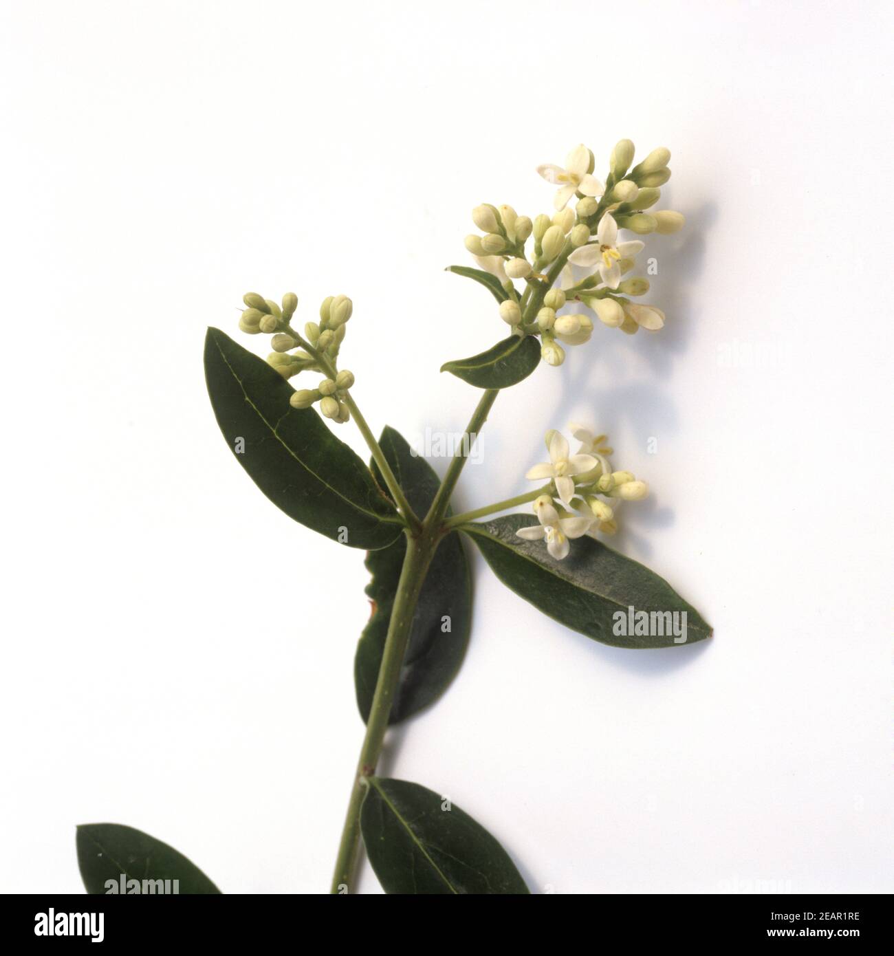 Liguster, Ligustrum, vulgare, Giftpflanze Stock Photo - Alamy