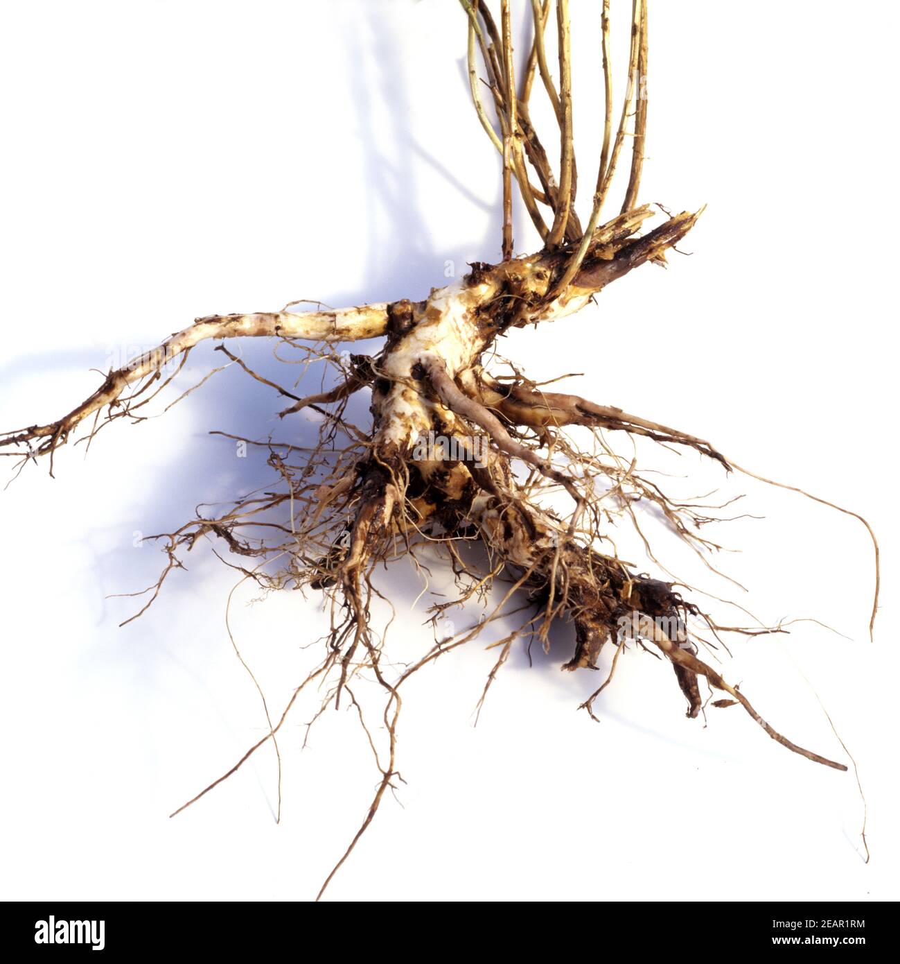 Frauenmantel, Wurzel Stock Photo