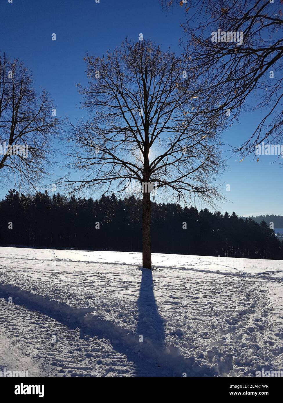 Winterlandschaft, Gegenlicht, Sonne Stock Photo