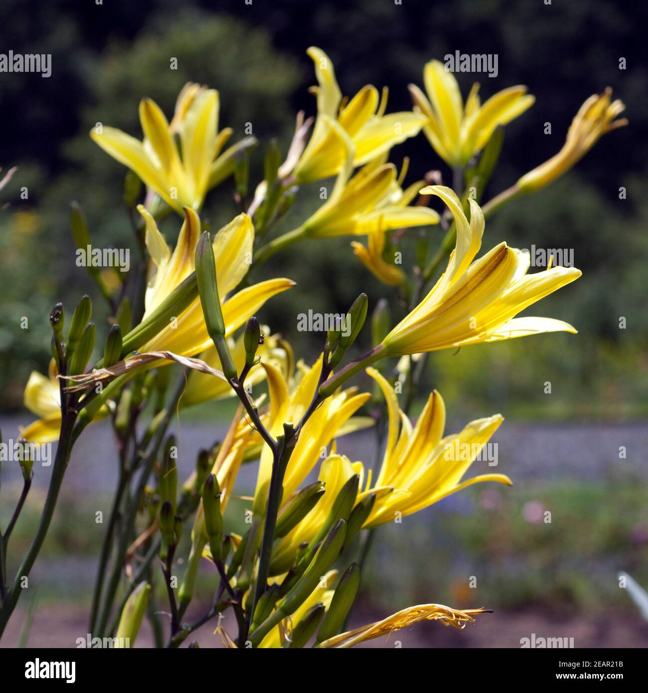 Lilien hintergrund hi-res stock photography and images - Alamy