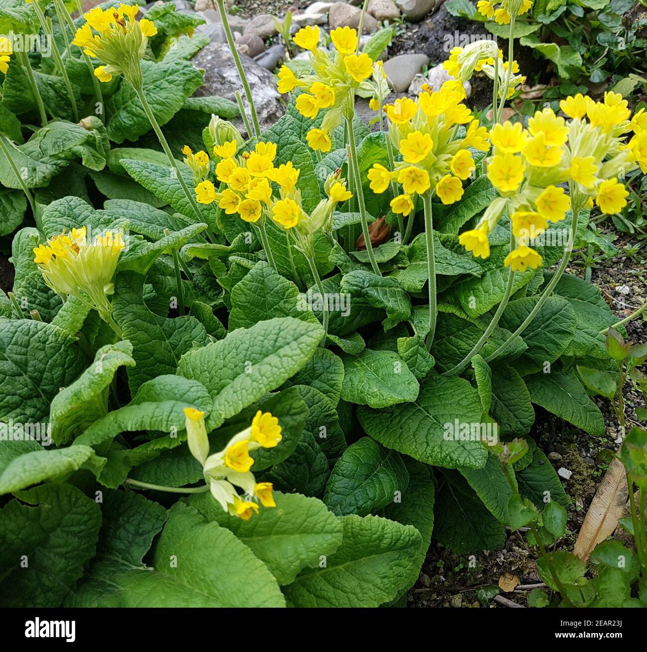 Schluesselblume  Primula, veris  officinalis Stock Photo