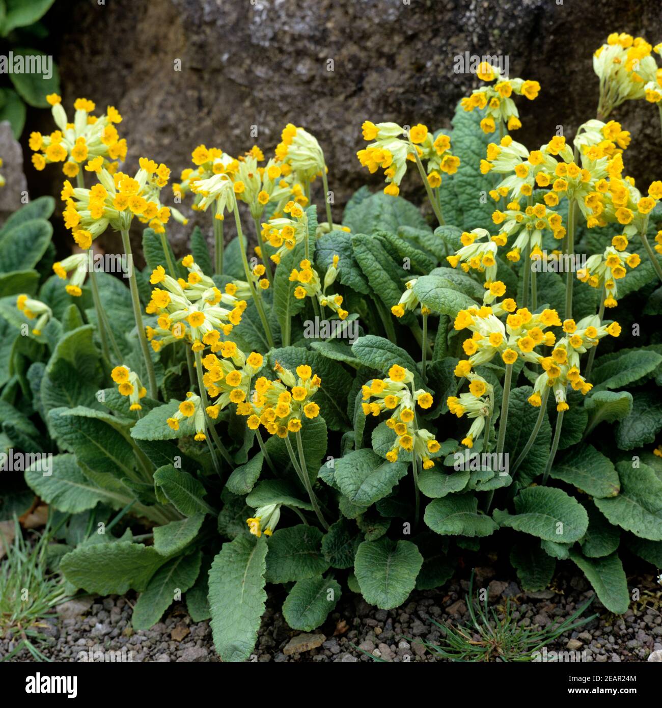 Schluesselblume  Primula veris Stock Photo