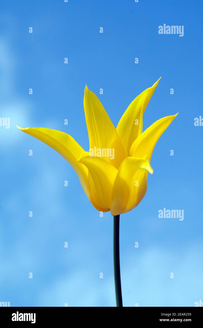 lilienfoermige Tulpe Stock Photo