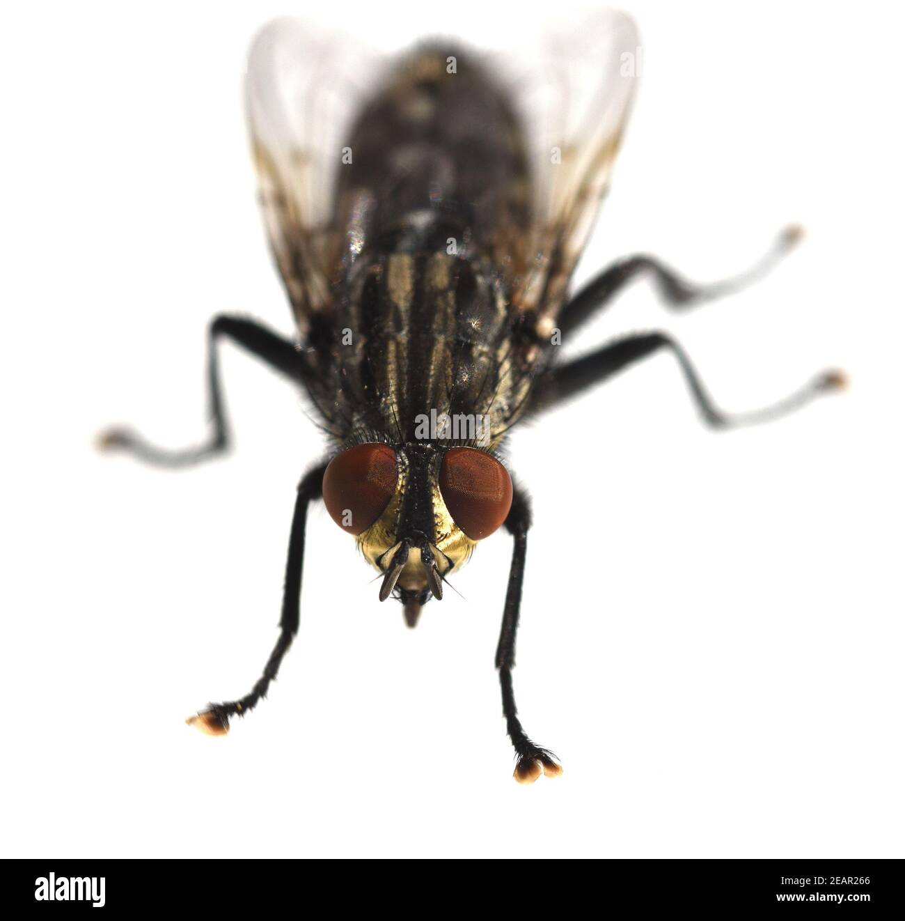 Schmeissfliege, Fliege, Calliphora, vicina Stock Photo