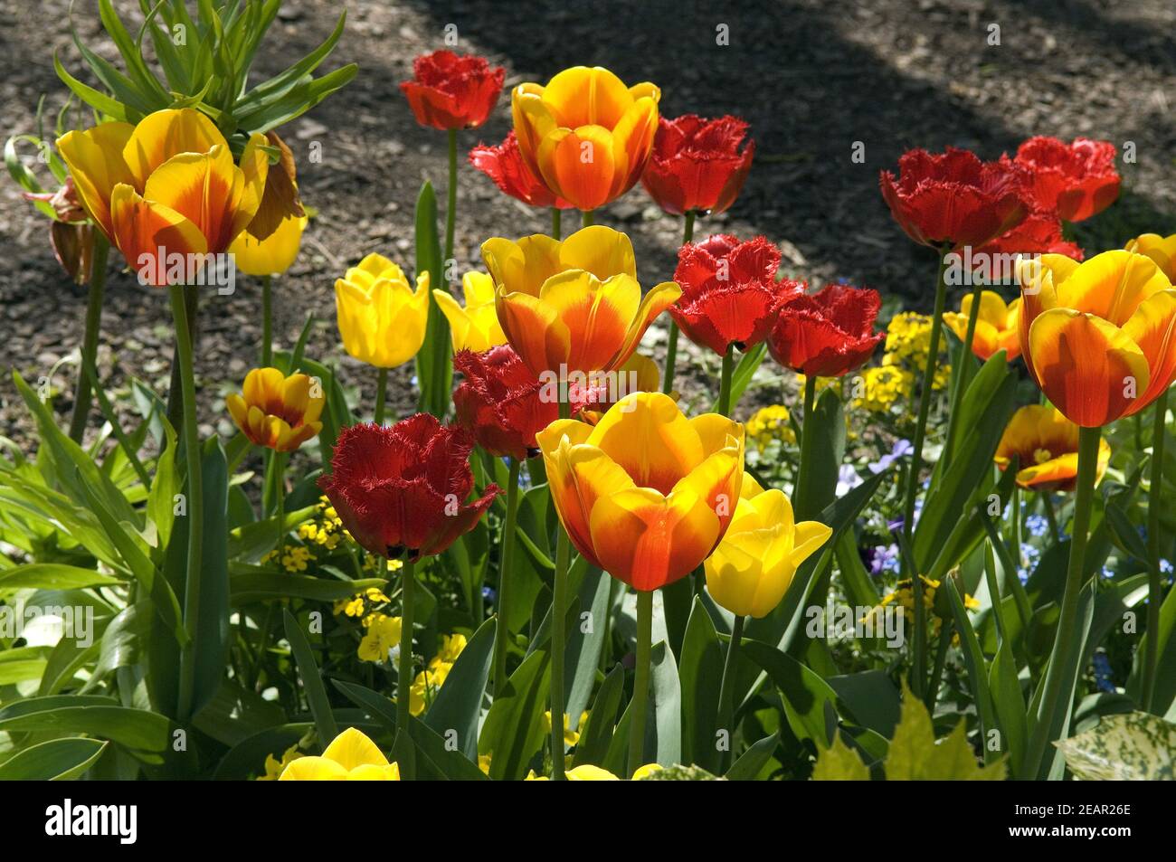 Tulpenbluete  Fruehjahrsblumen  bunte Stock Photo