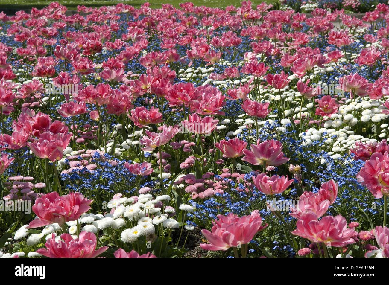 Tulpenbluete  Fruehjahrsblumen  bunte Stock Photo