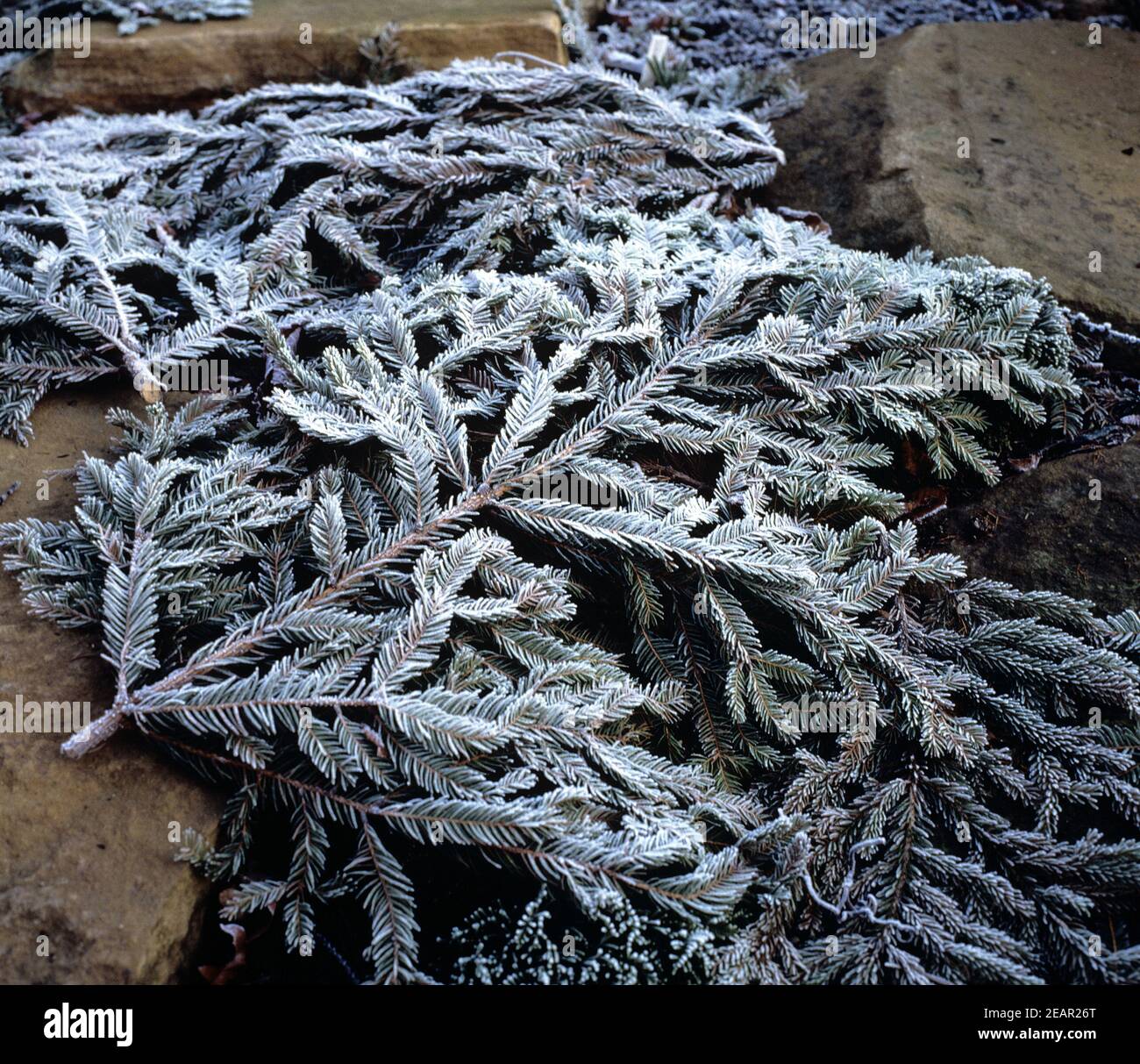Fichtenreisig hi-res stock photography and images