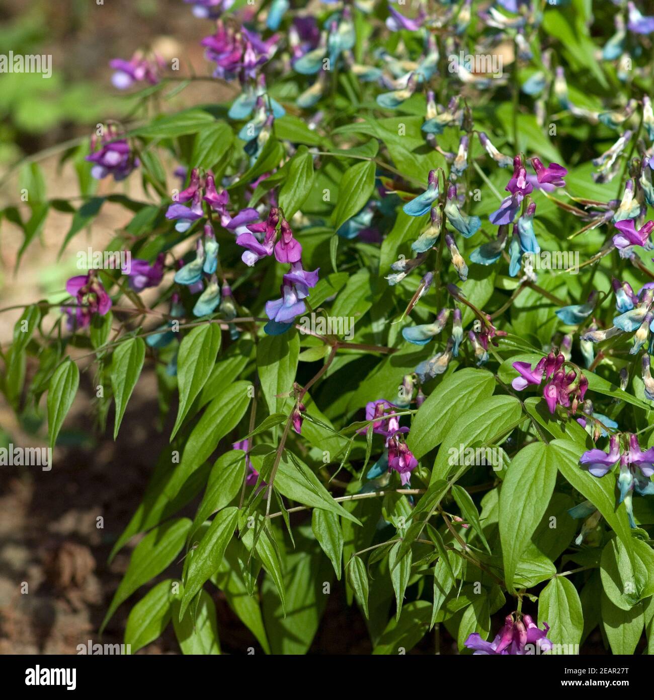 Fruehlings- Platterbse, Lathyrus vernus Stock Photo