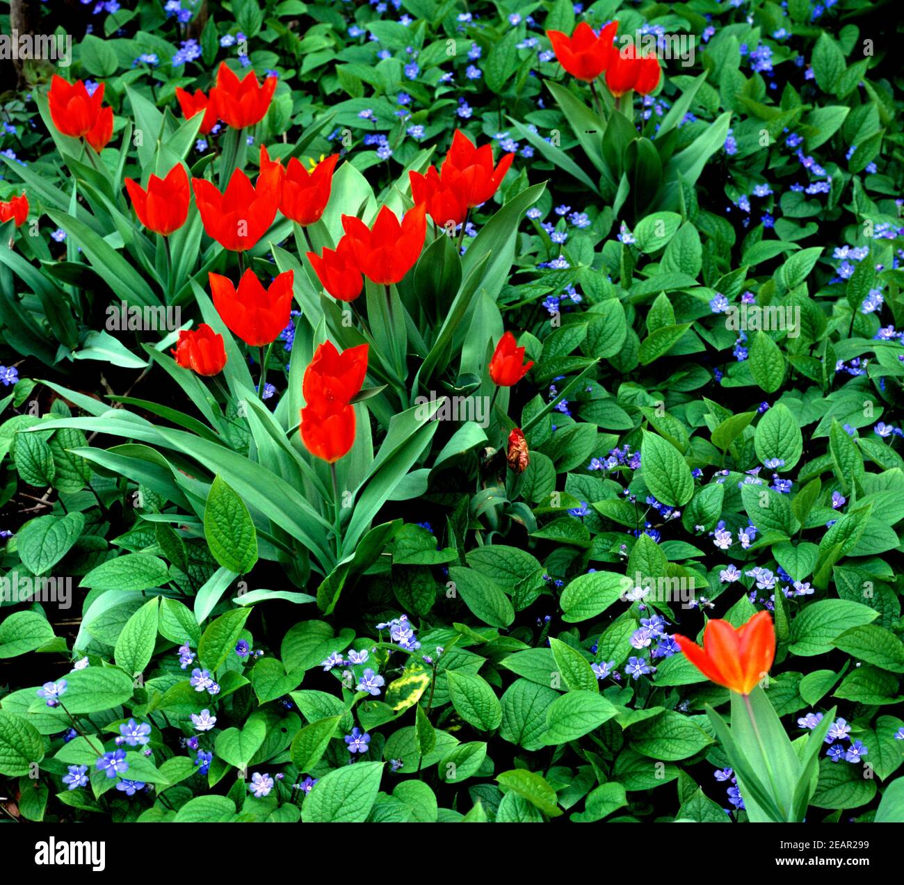 Fruehlingsblumen, Tulpen, Omphalis Stock Photo