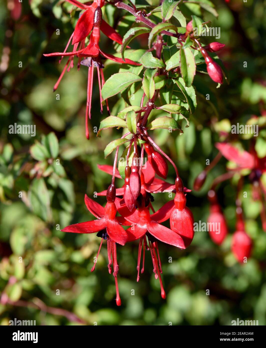 Fuchsie, Fuchsia magellanica Stock Photo