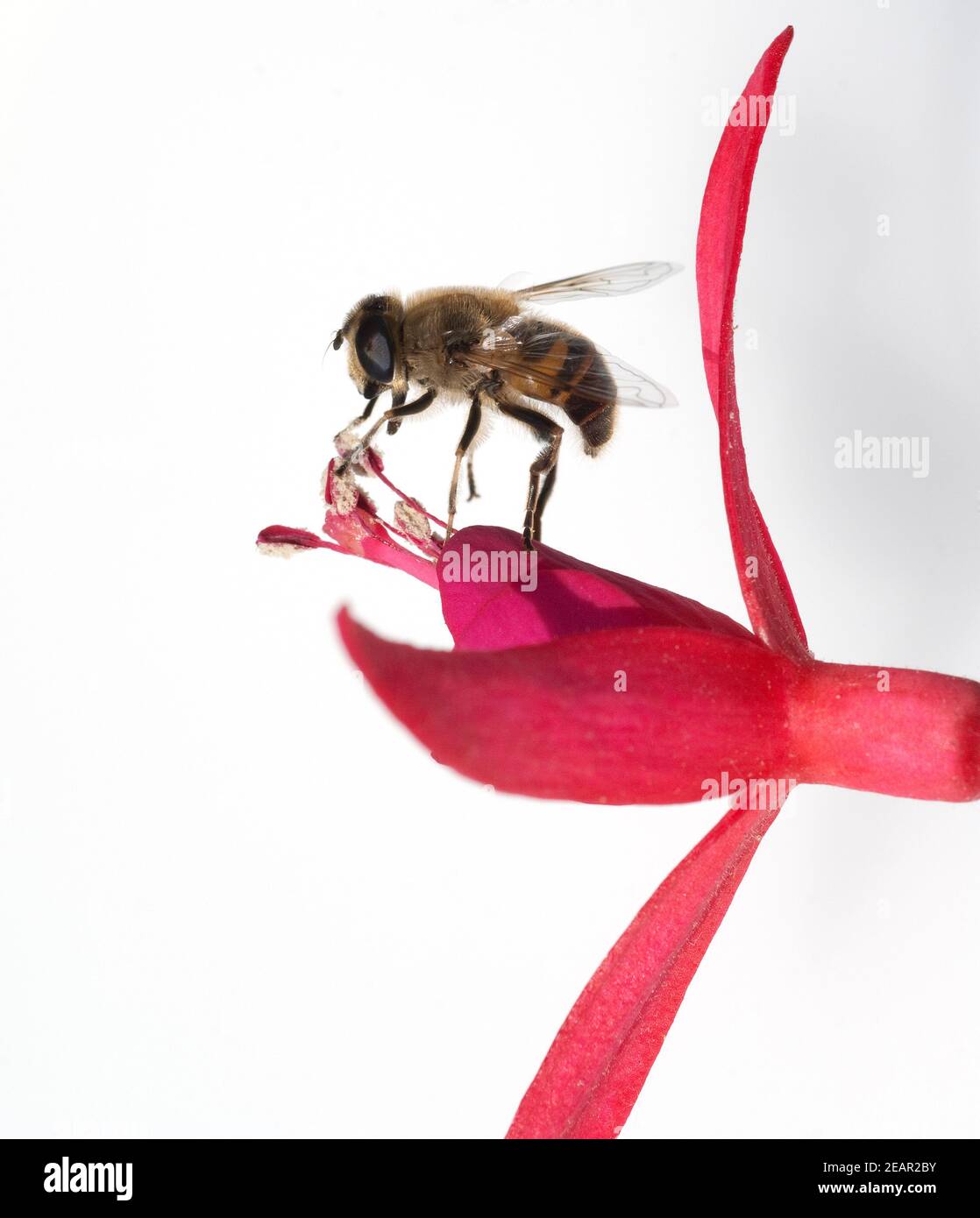 Biene, Apis mellifera Stock Photo