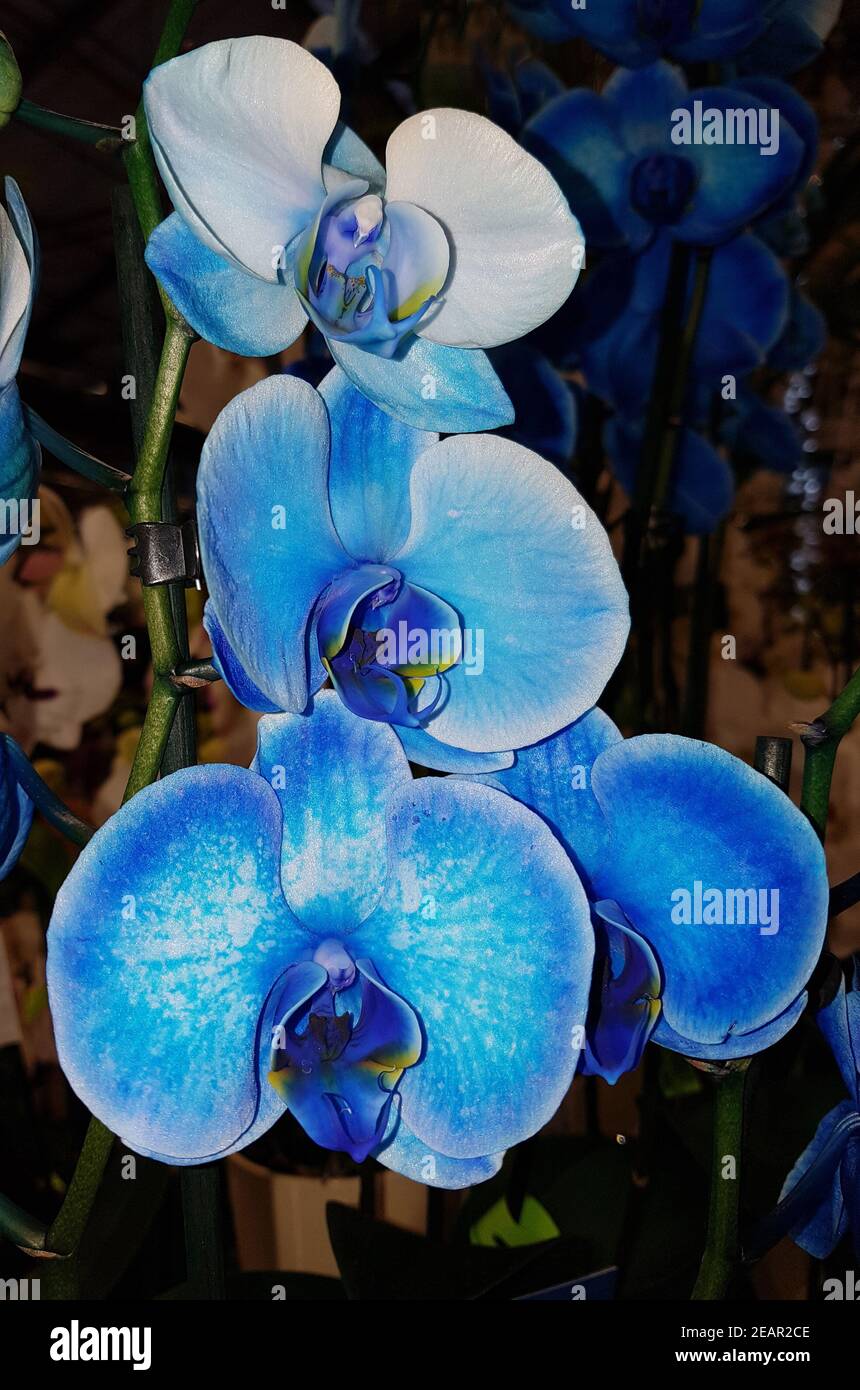 Royal blue phalaenopsis hi-res stock photography and images - Alamy