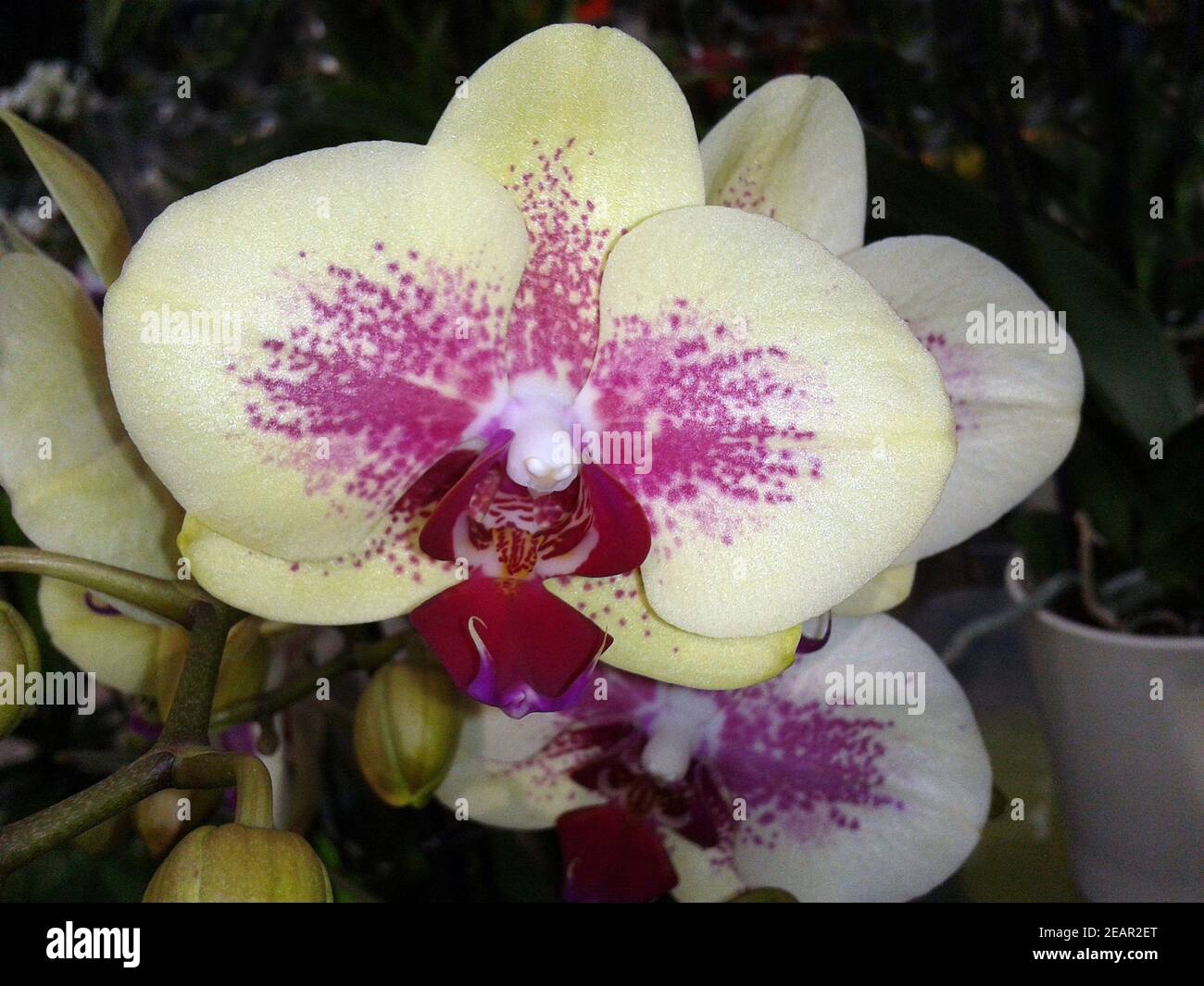 schmetterlingsorchidee  Malaienblume, Nachtfalter-Orchidee, Phalaenopsis Stock Photo