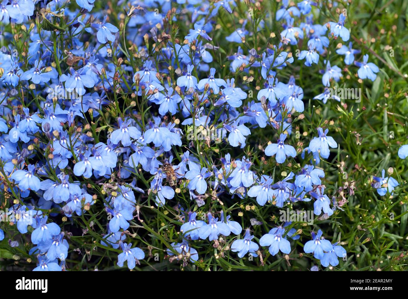 Lobelie, Lobelia, erinus, Blaue, Lobelien Stock Photo