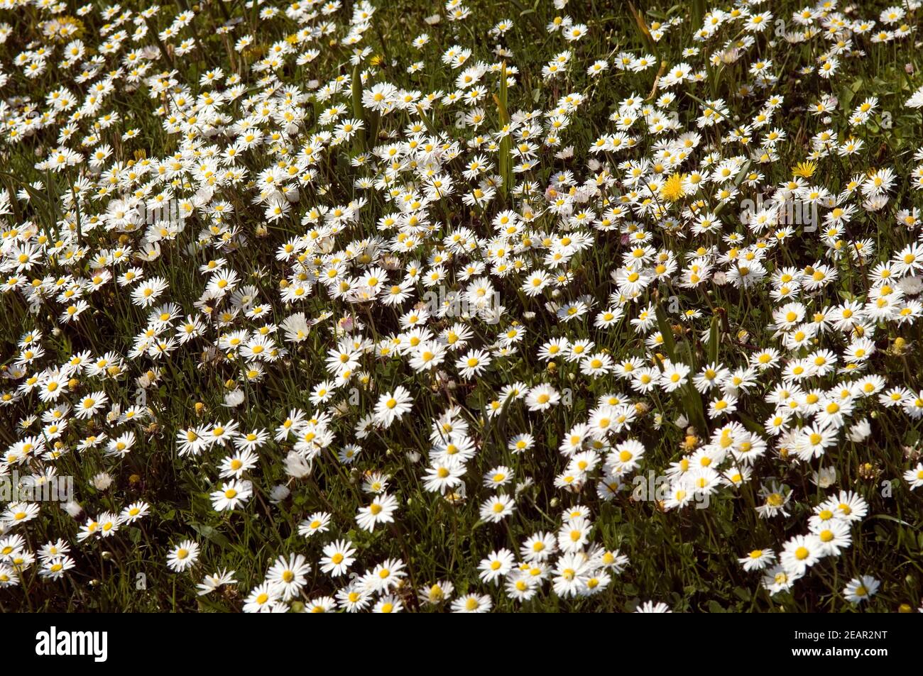Gaensebluemchen Stock Photo