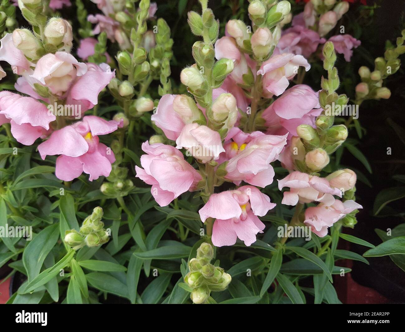 Loewenmaul, Antirrhinum, majus, Sommerblume Stock Photo