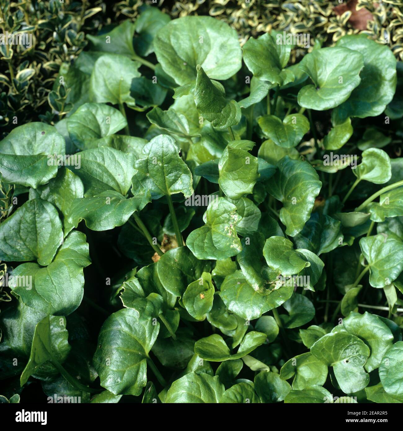 Loeffelkraut  Cochlearia officinalis Stock Photo