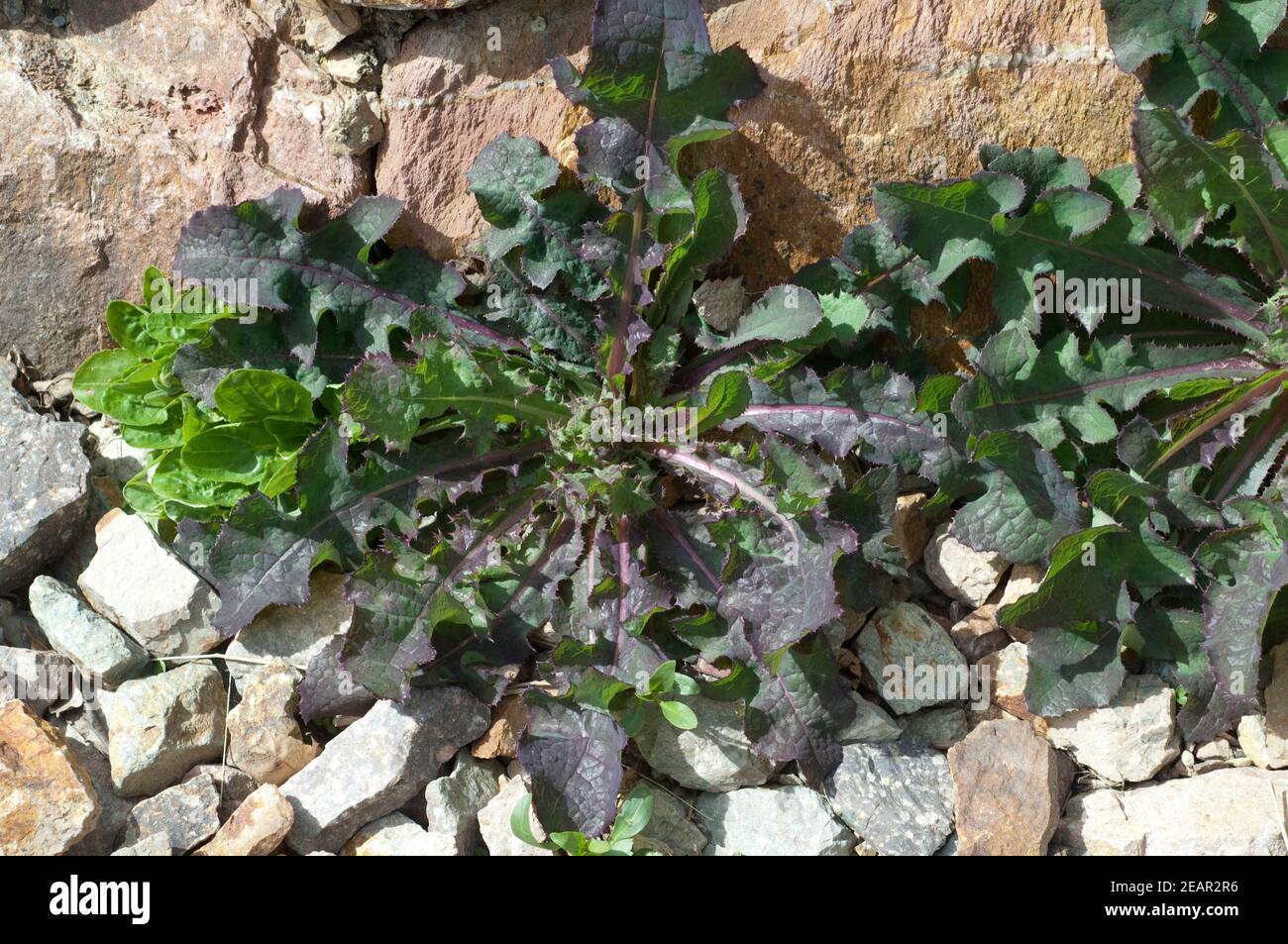 Kohldistel, Jungpflanze, Sonchus oleraceus Stock Photo