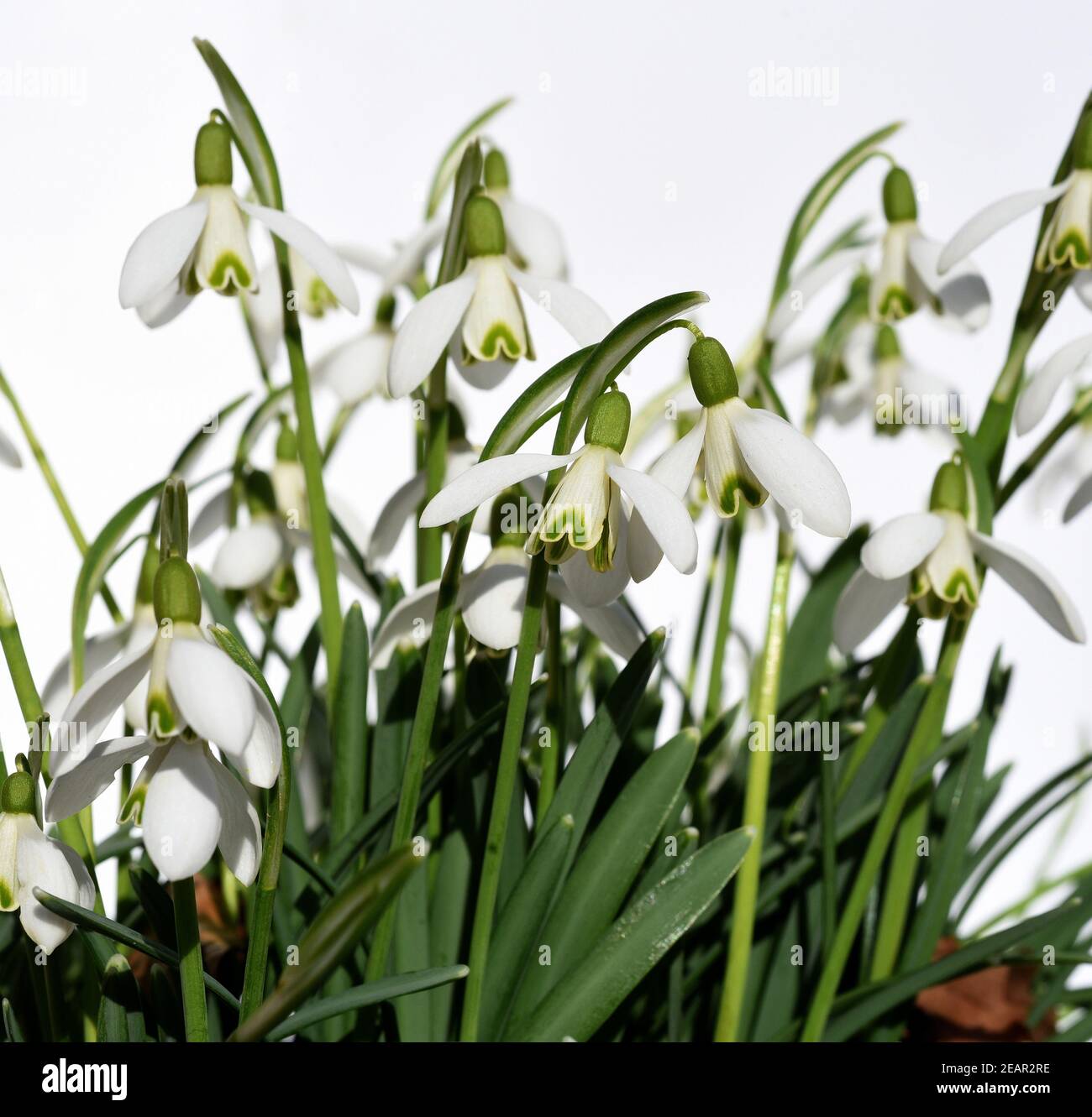Schneegloeckchen, Galanthus nivalis Stock Photo
