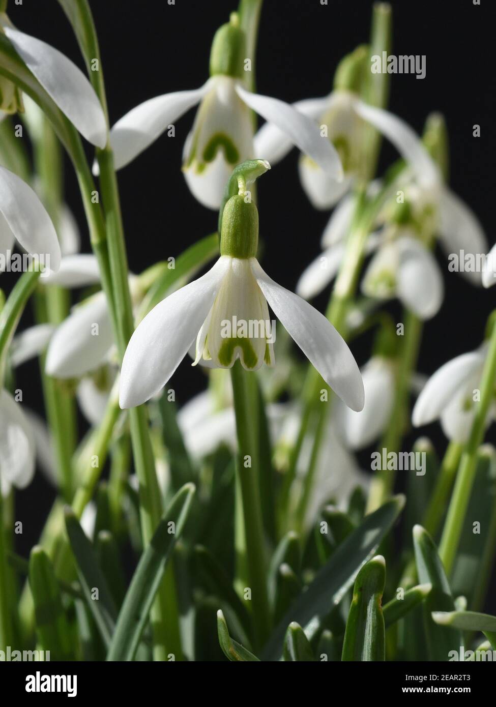 Schneegloeckchen, Galanthus nivalis Stock Photo
