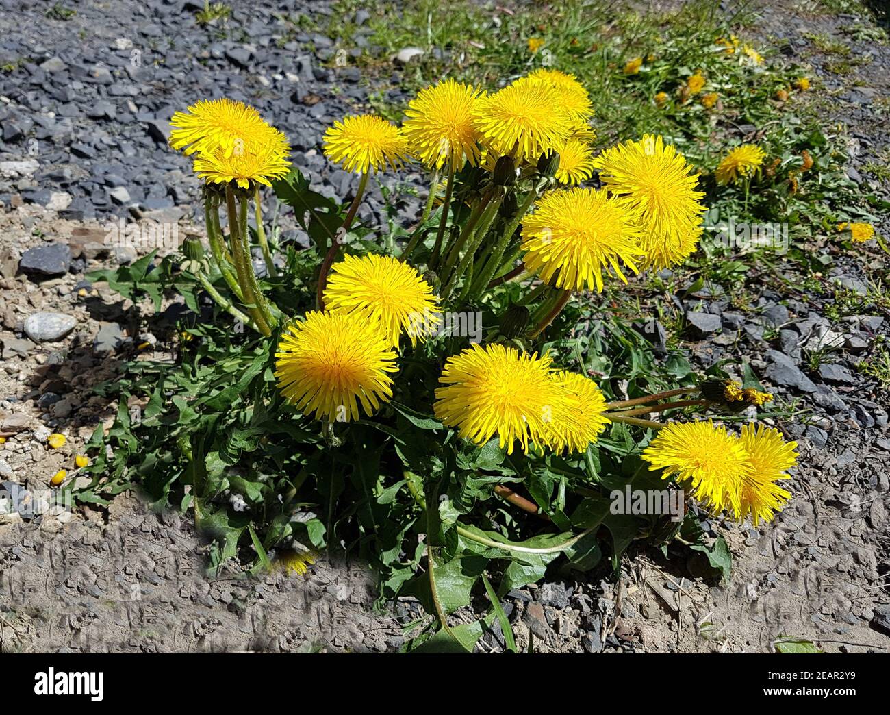 loewenzahn-taraxacum-officinale-stock-photo-alamy